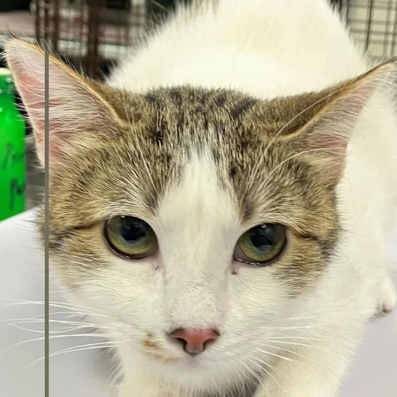 A young medium-sized female Brown / Chocolate Domestic Short Hair cat named 112099 for adoption in Las Cruces, NM