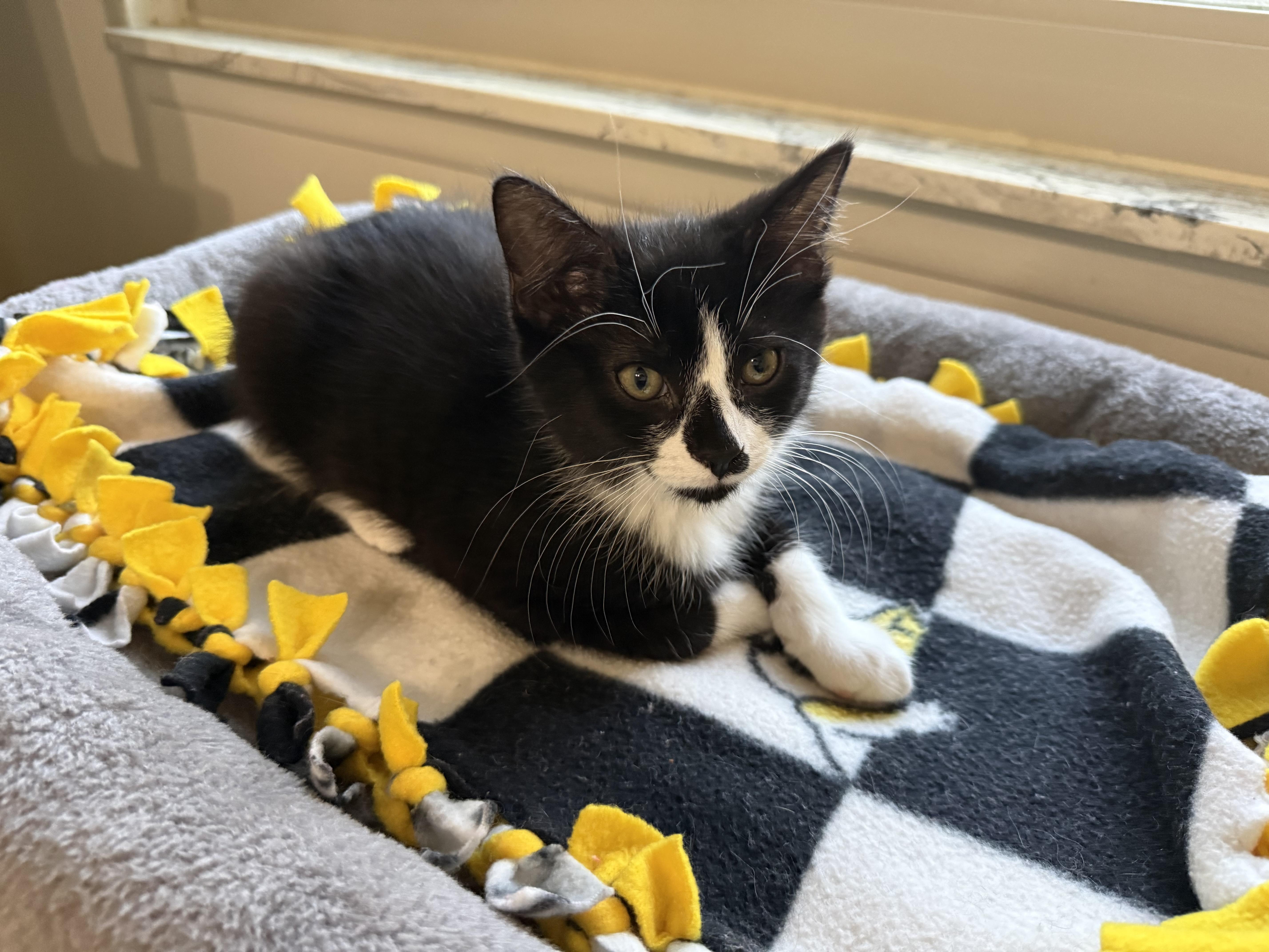 A baby medium-sized male Black & White / Tuxedo Domestic Short Hair cat named Rian for adoption in South Lyon, MI