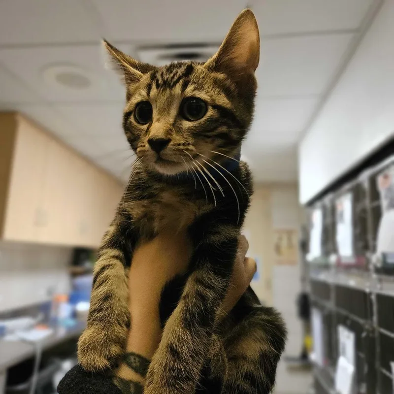 A baby small-sized male Brown / Chocolate Domestic Short Hair cat named Tostones for adoption in Chicago, IL