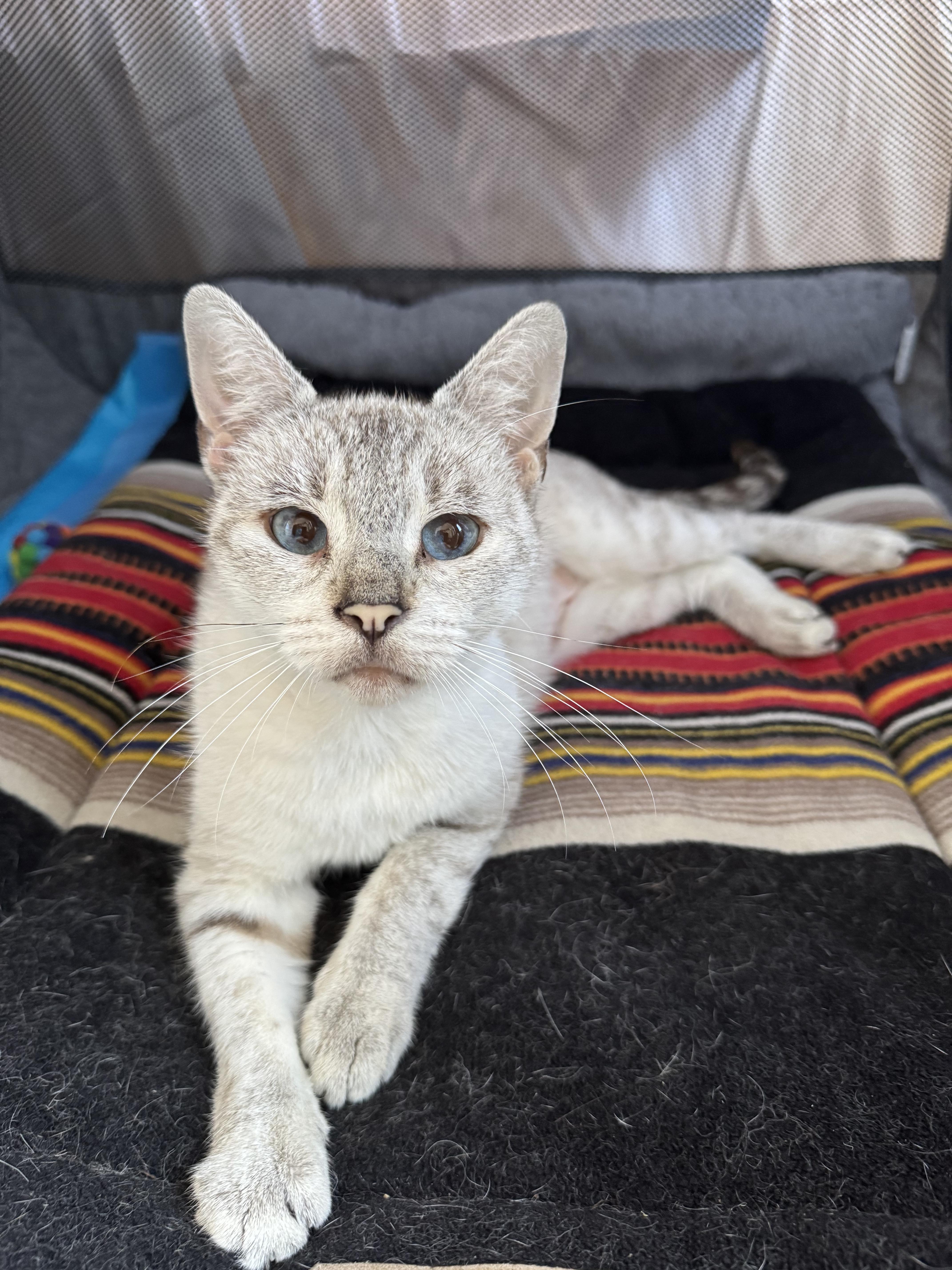 An adult medium-sized female Lilac Point Domestic Short Hair cat named Fela N comfortable for adoption in New York, NY