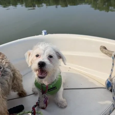 A young small-sized male White / Cream Schnauzer dog named Chase for adoption in Crystal, MN