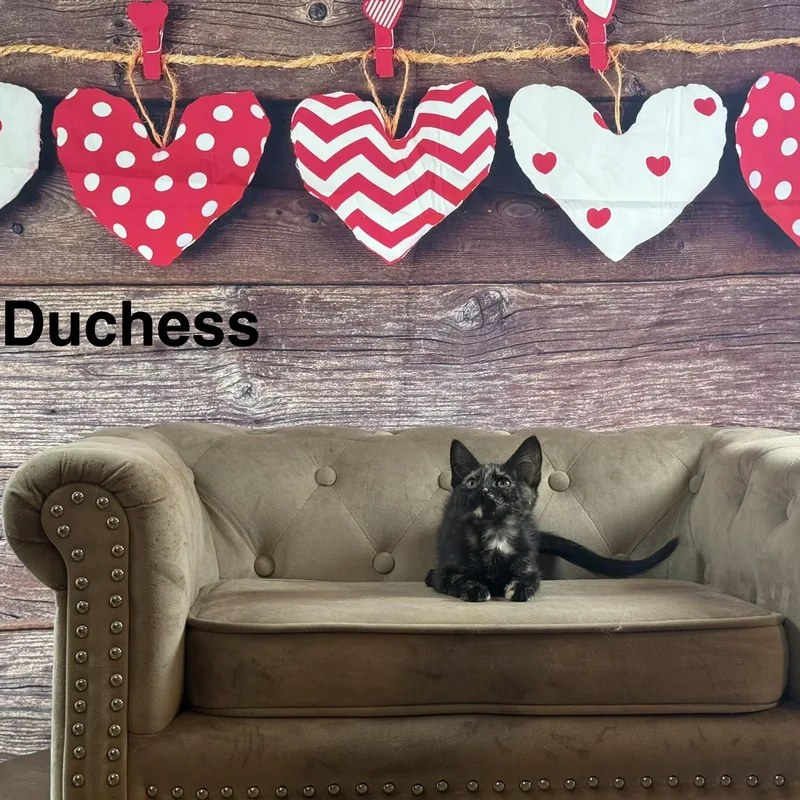 A baby medium-sized female Tortoiseshell Domestic Short Hair cat named Duchess for adoption in Houston, TX