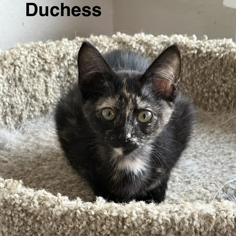 Duchess thumbnail 2