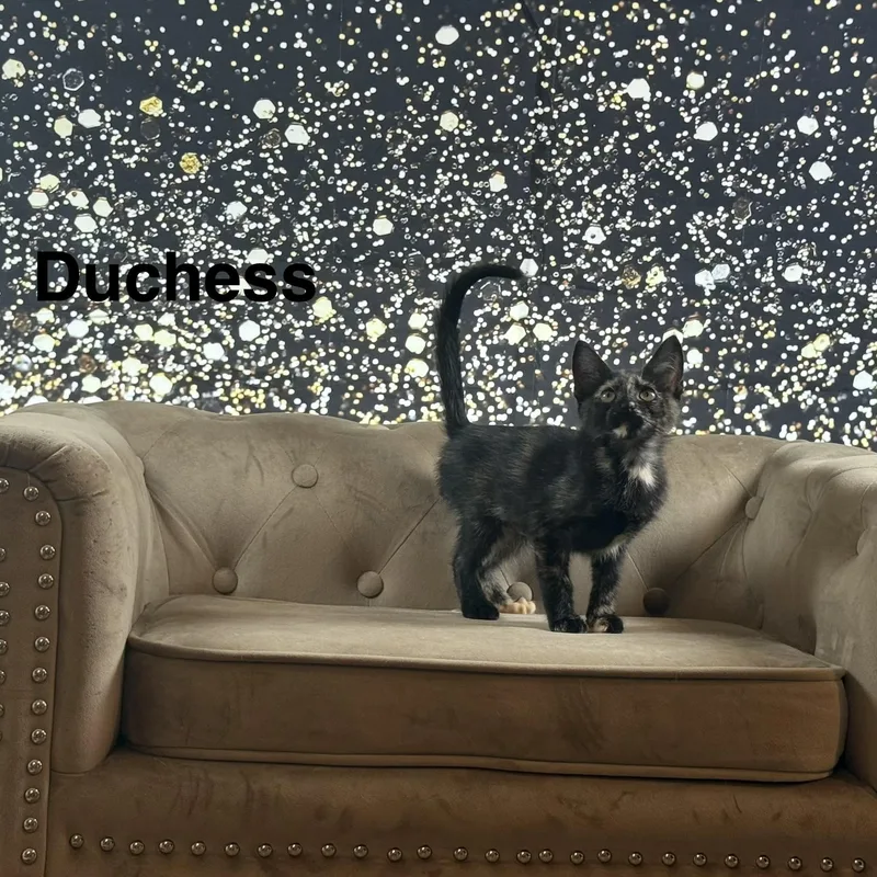 Duchess thumbnail 3