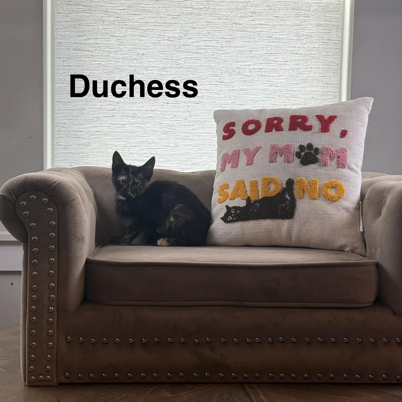 Duchess thumbnail 4