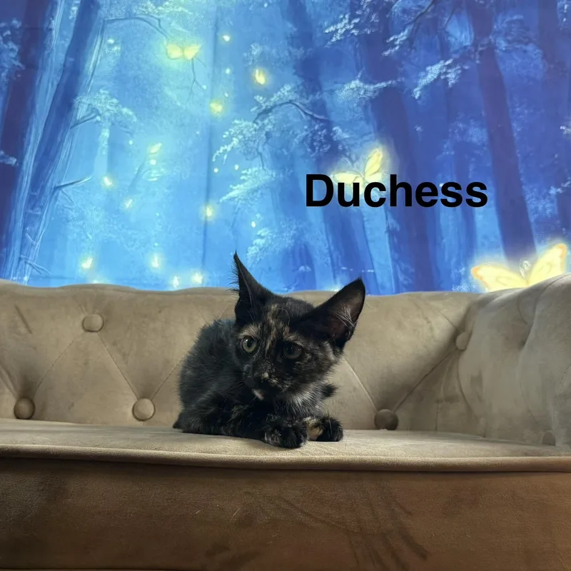 Duchess thumbnail 5