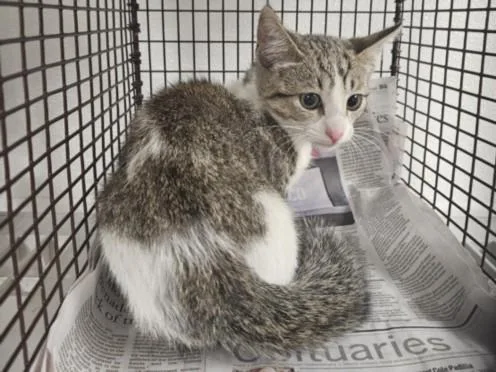 A baby small-sized male Domestic Short Hair cat named Smith for adoption in Van Nuys, CA