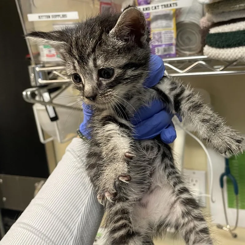 A baby small-sized female Brown / Chocolate Domestic Short Hair cat named Brown Collar for adoption in Pasadena, CA