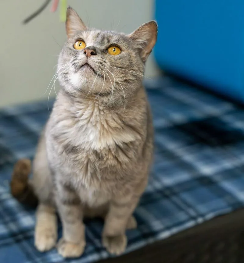 An adult medium-sized female Tortoiseshell Domestic Short Hair cat named Luna Balloona for adoption in Arlington, WA