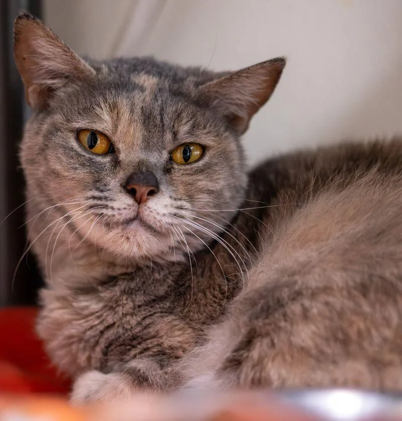 Luna Balloona thumbnail 2