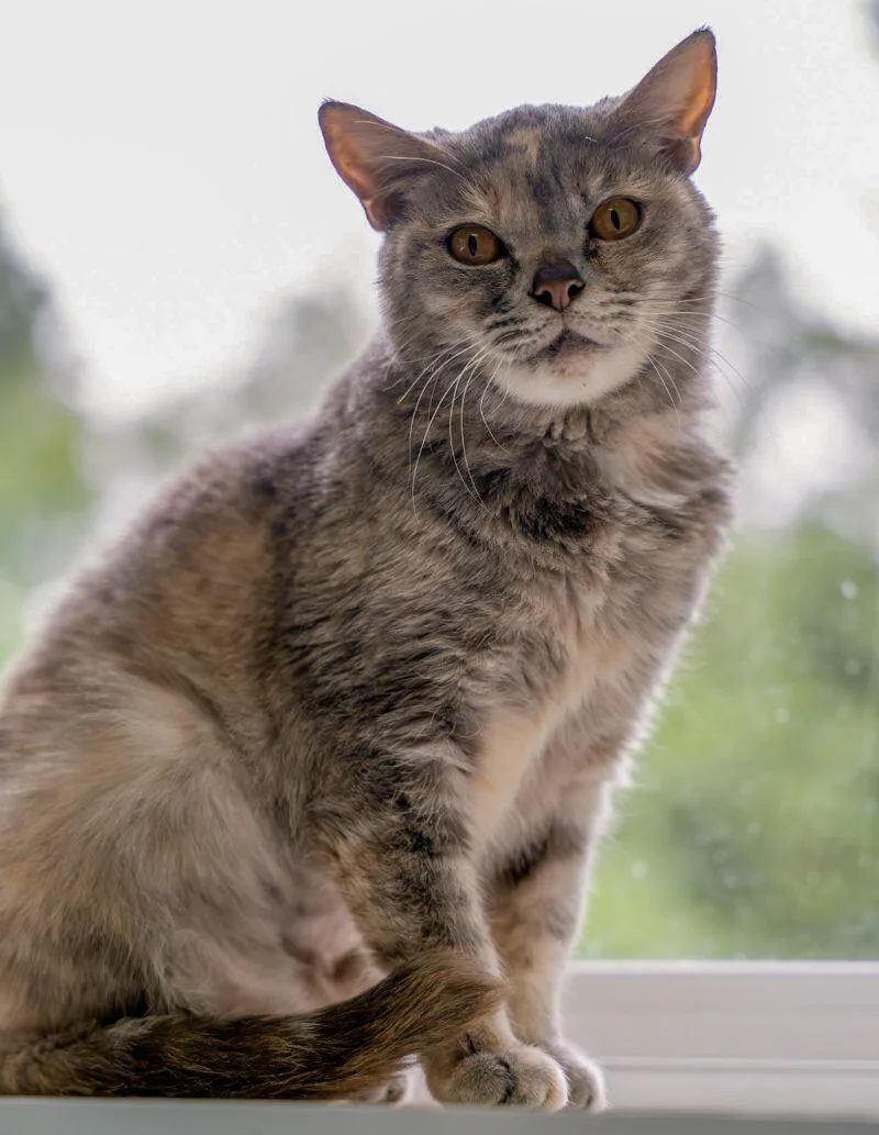 Luna Balloona thumbnail 3