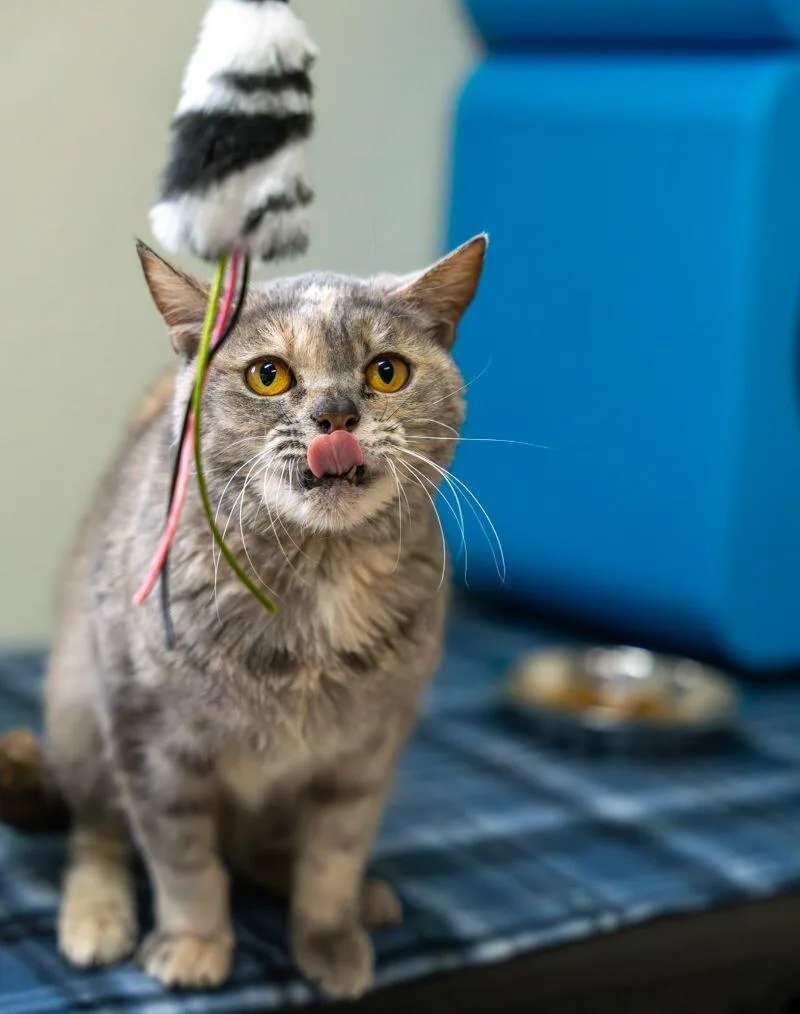 Luna Balloona thumbnail 4