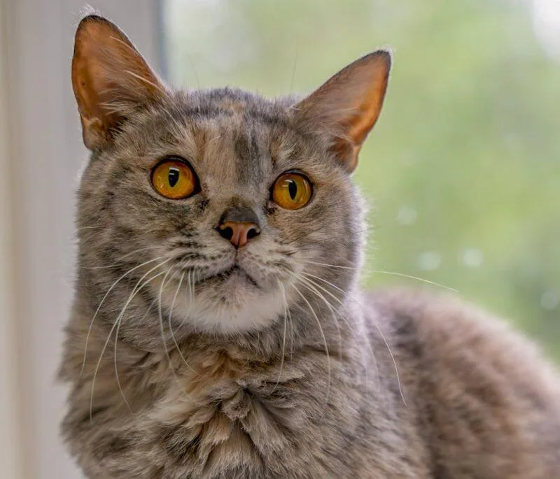 Luna Balloona thumbnail 5