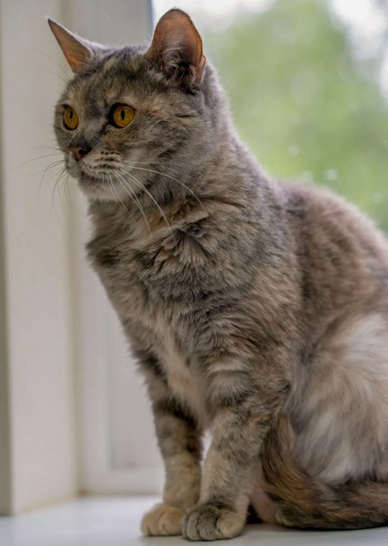 Luna Balloona thumbnail 6