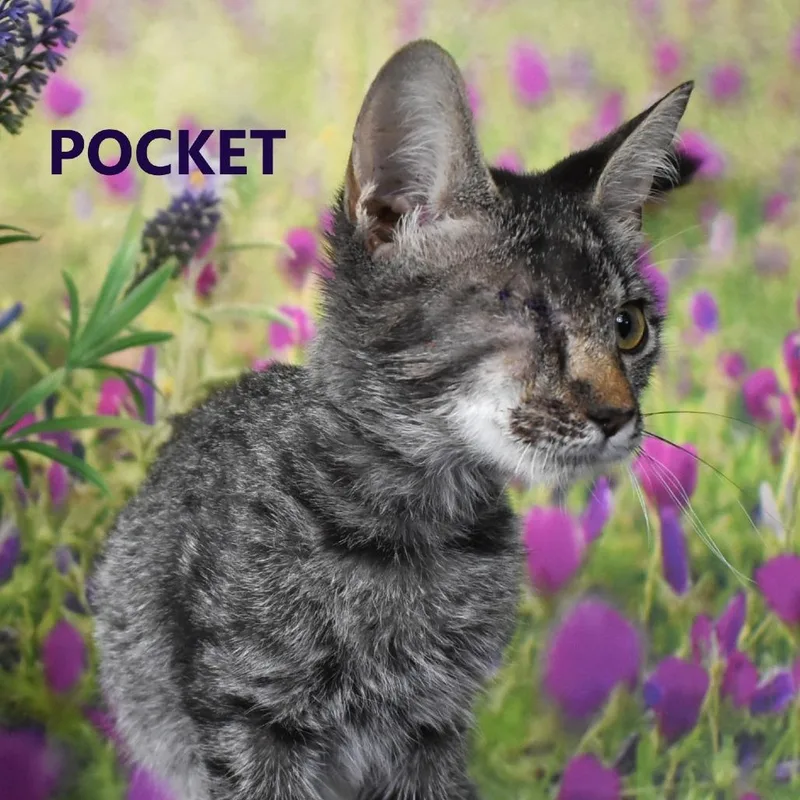 Pocket