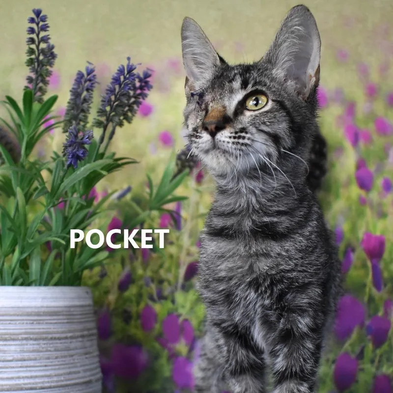 Pocket thumbnail 2