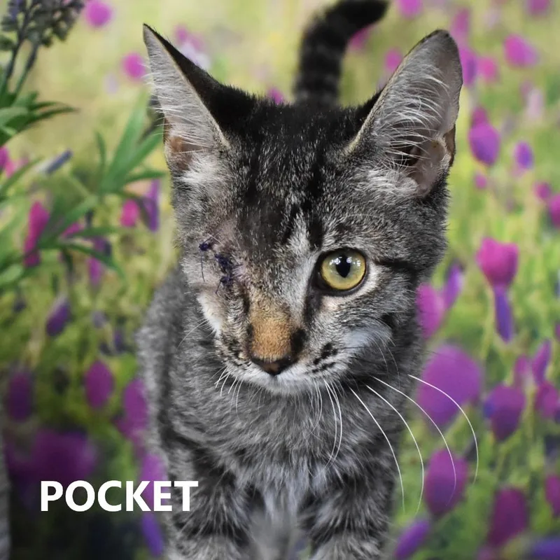 Pocket thumbnail 3
