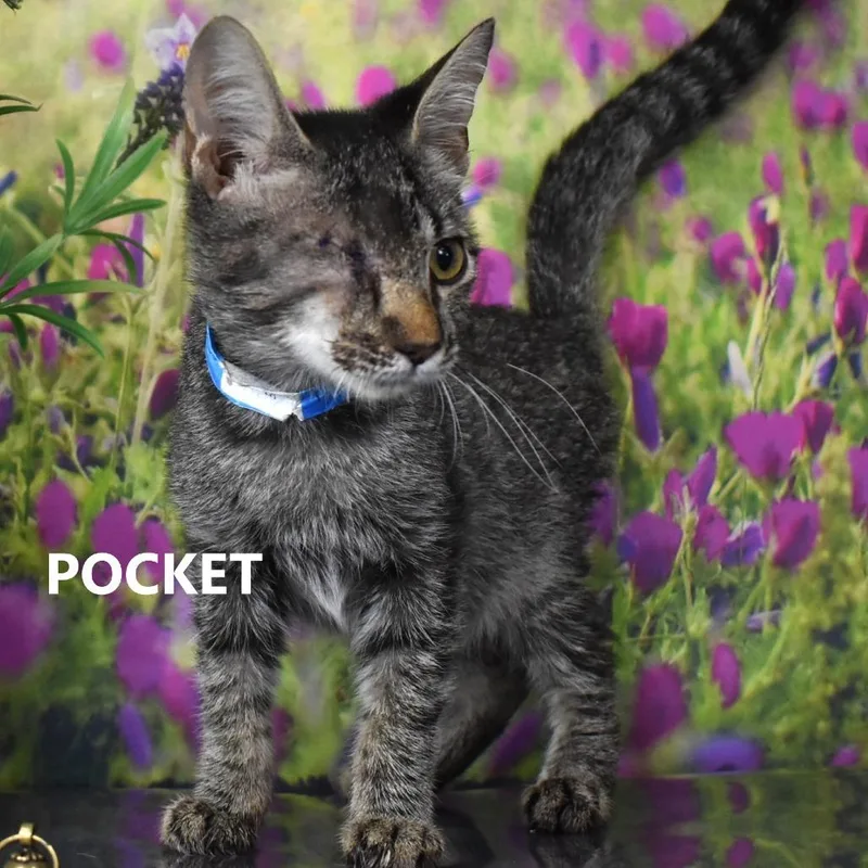 Pocket thumbnail 4