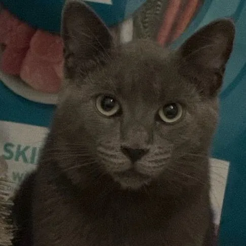 A young medium-sized male Gray / Blue / Silver Russian Blue cat named Micu for adoption in Lauderhill, FL
