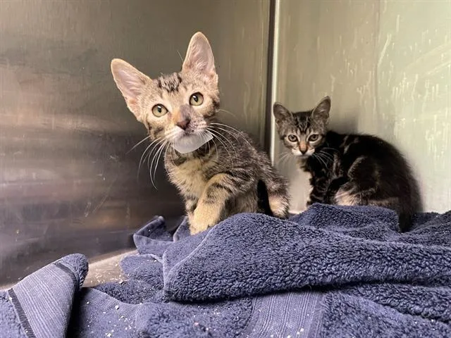 A baby small-sized female Domestic Short Hair cat named Limon for adoption in Tustin, CA
