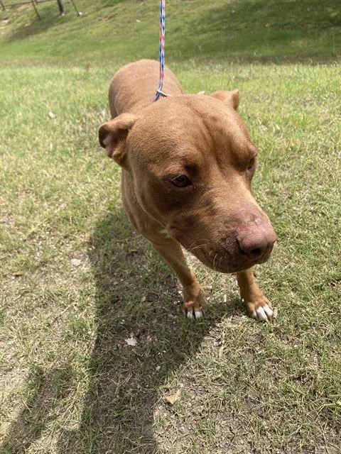 A young large-sized female Mixed Breed dog named Seabreeze for adoption in Dallas, TX