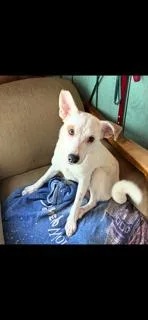 A baby medium-sized male Tricolor (Brown, Black, & White) Italian Greyhound dog named Bestest Benny Blanco for adoption in Randolph, MA