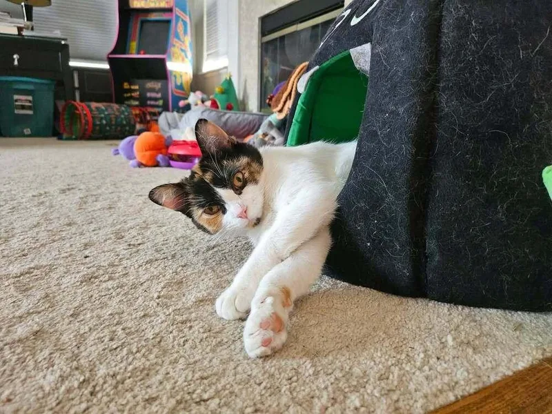 An adult small-sized female Domestic Short Hair cat named Dolce for adoption in Chicago, IL