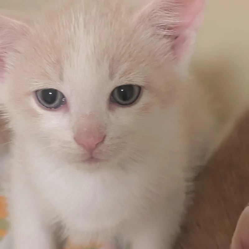 A baby small-sized male Orange / Red Domestic Short Hair cat named Princess Bride Litter Westley for adoption in Washington, DC
