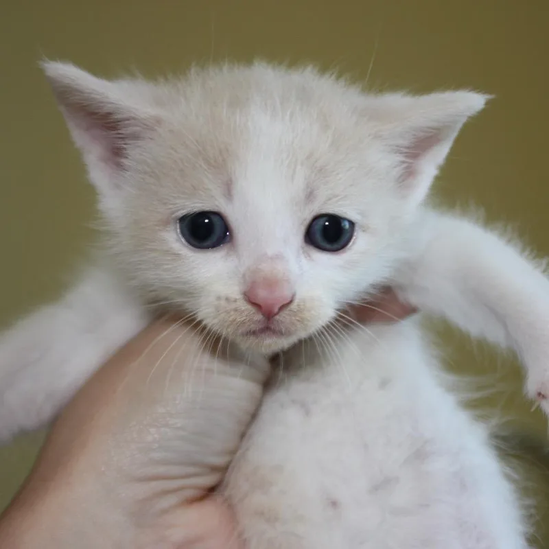 Princess Bride Litter Westley thumbnail 2