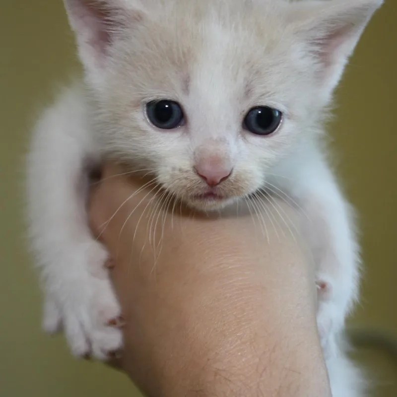 Princess Bride Litter Westley thumbnail 4