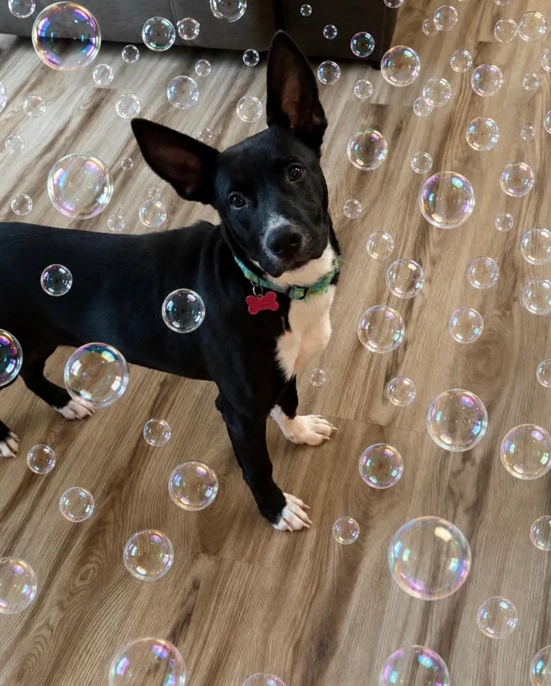 A baby medium-sized female Sable Terrier dog named Lulu Luv Bug for adoption in Houston, TX
