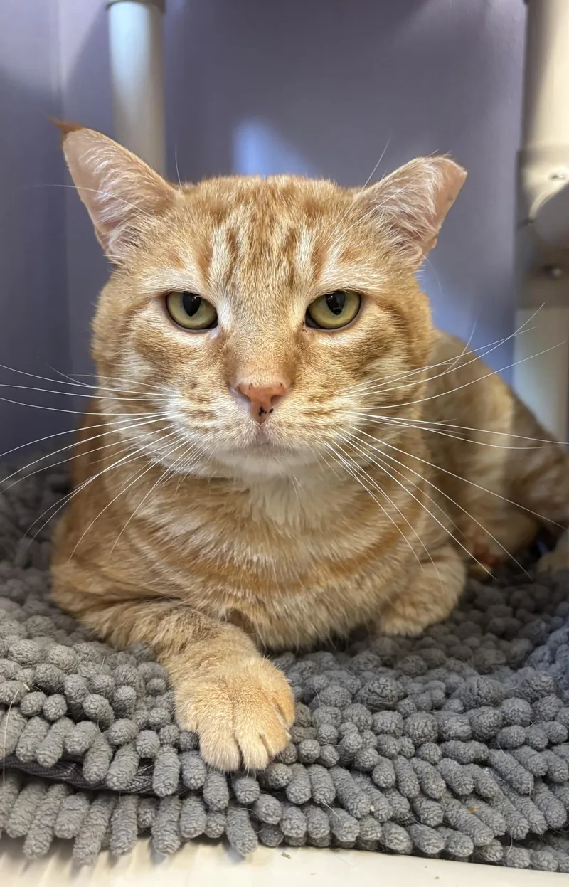 An adult medium-sized male Domestic Short Hair cat named Oakie The Acorn for adoption in Beacon, NY