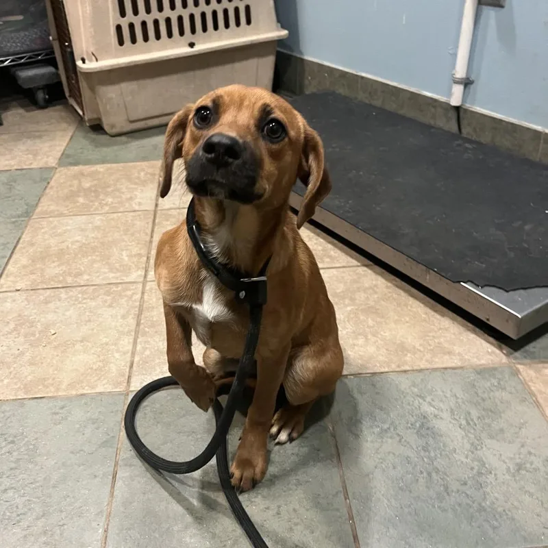 A young small-sized female Yellow / Tan / Blond / Fawn Mixed Breed dog named Squirt for adoption in Chattanooga, TN