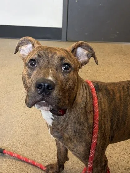 A baby medium-sized female Brown / Chocolate Pit Bull Terrier dog named Capri for adoption in Cleveland, OH