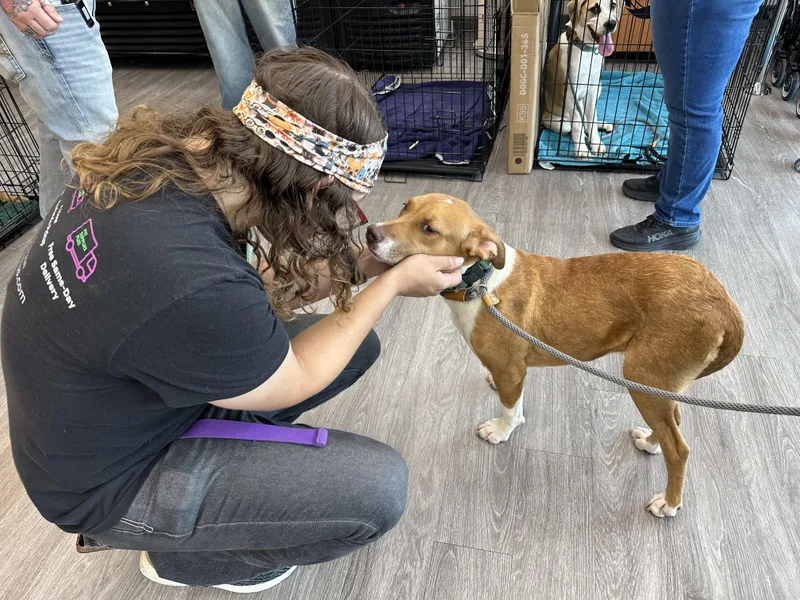 A baby medium-sized female Golden Boxer dog named Bodie Girl for adoption in Houston, TX