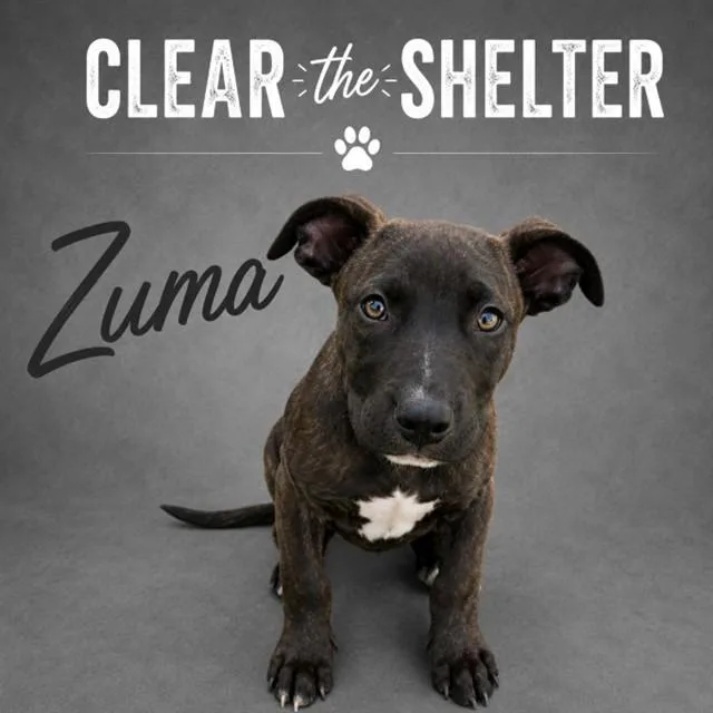 Zuma