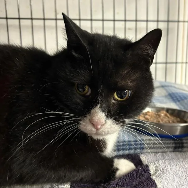 An adult medium-sized male Black & White / Tuxedo Tuxedo cat named Shorty for adoption in Porter, TX
