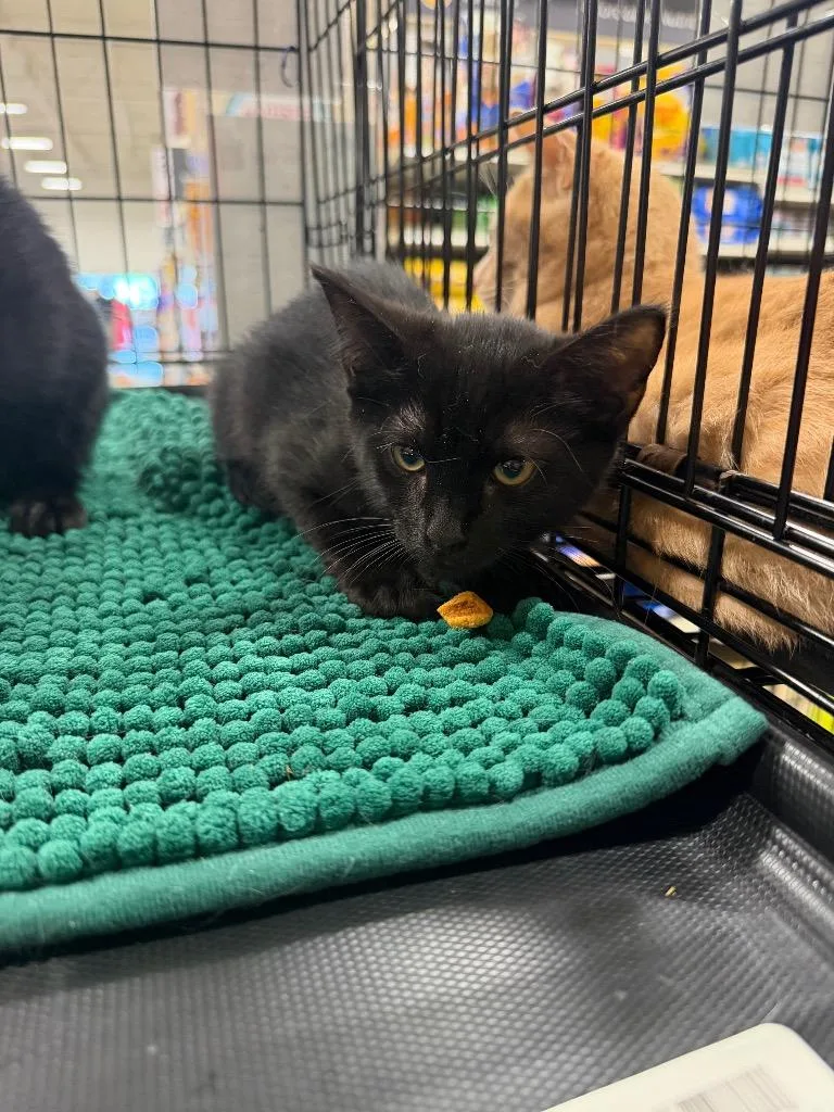 A baby large-sized female Domestic Short Hair cat named Honey Ham for adoption in warrenville, SC