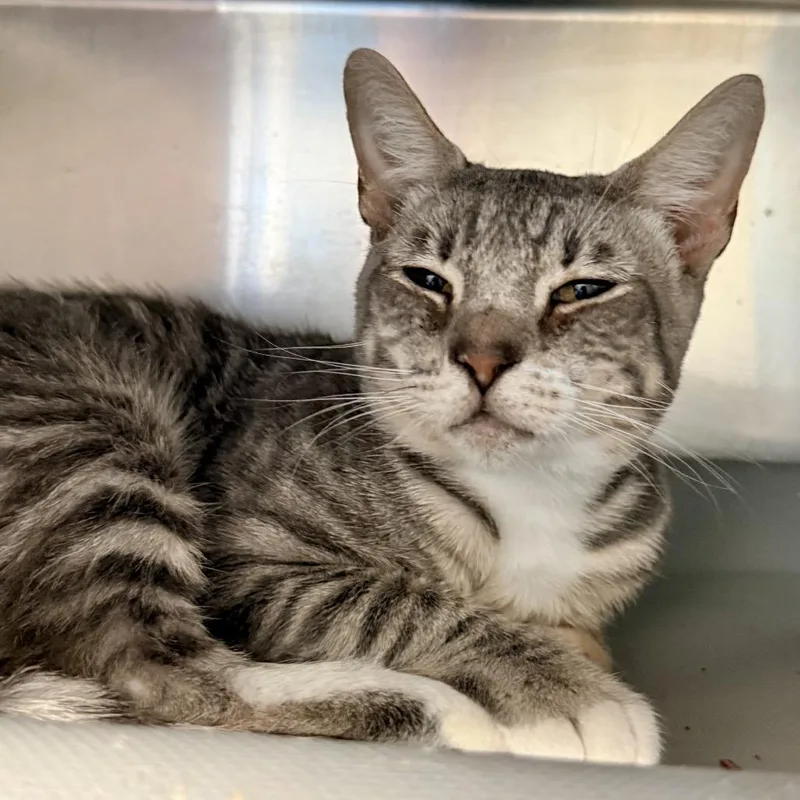 A young medium-sized male Gray / Blue / Silver Domestic Short Hair cat named Kid Cat for adoption in Palm Springs, CA