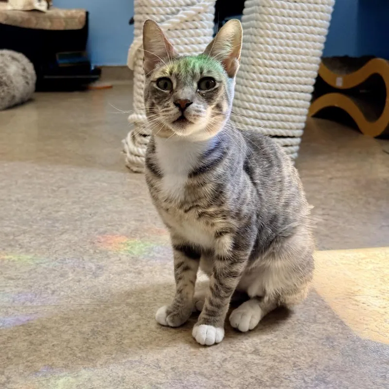 Kid Cat thumbnail 2