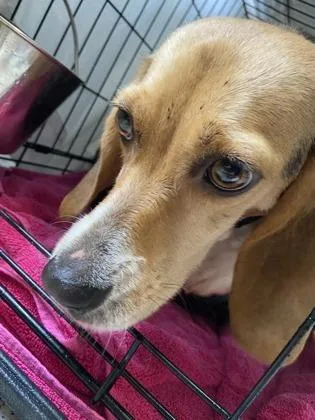 An adult medium-sized female Beagle dog named Perla for adoption in West Chester, PA