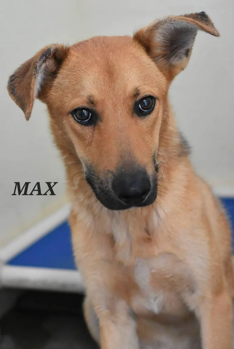 Max