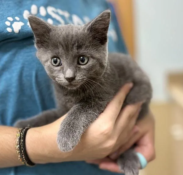 A baby medium-sized female Domestic Short Hair cat named Moana for adoption in Sioux City, IA