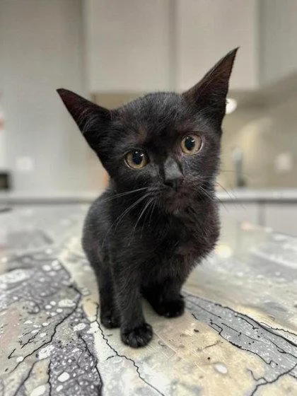 A young medium-sized male Black Domestic Short Hair cat named Riley for adoption in Sullivan, IN
