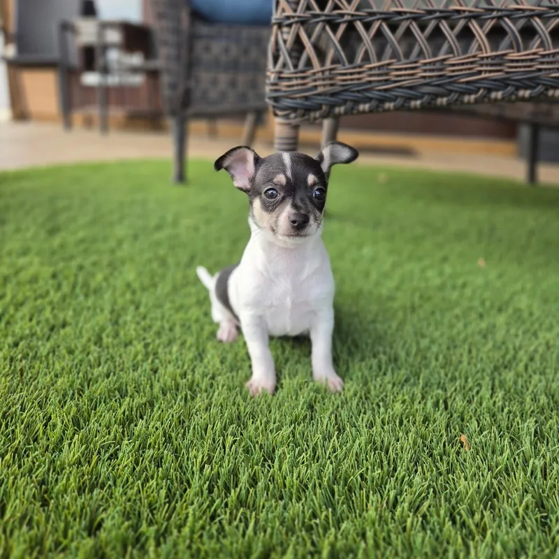 A baby small-sized male Chihuahua dog named Acorn for adoption in Gainesville, TX
