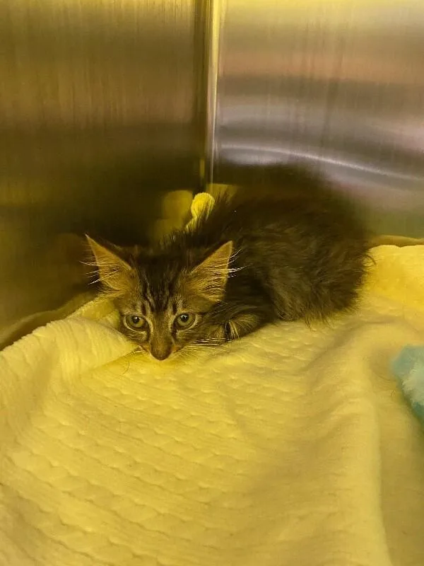 A young medium-sized male Tabby (Brown / Chocolate) Domestic Short Hair cat named Benny for adoption in Jackson, TN