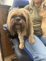 A senior small-sized male Shih Tzu dog named Carl for adoption in Cashiers, NC