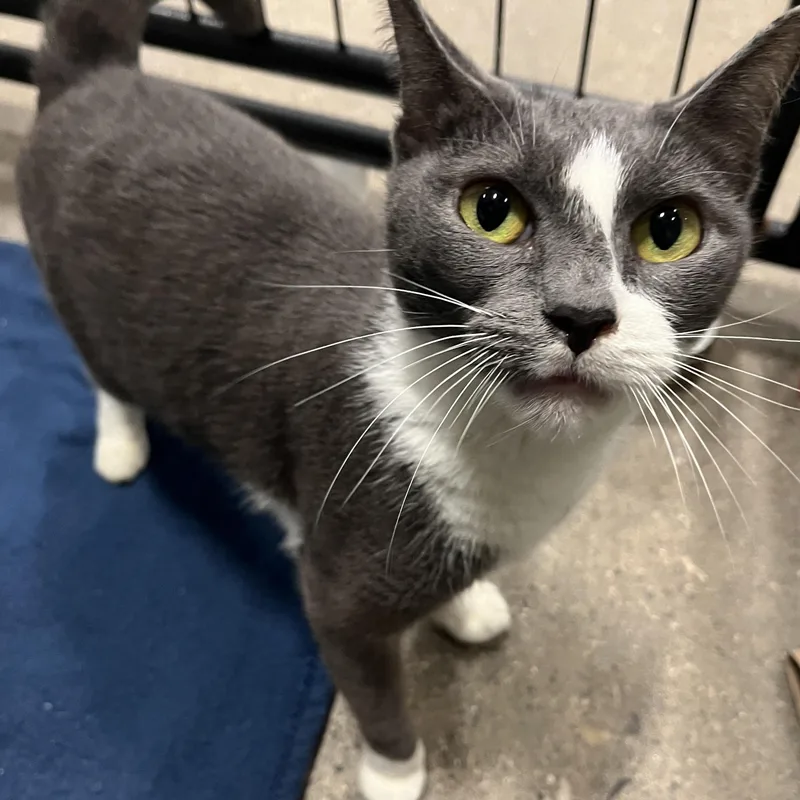 An adult medium-sized female Domestic Short Hair cat named Magik for adoption in Columbus, OH