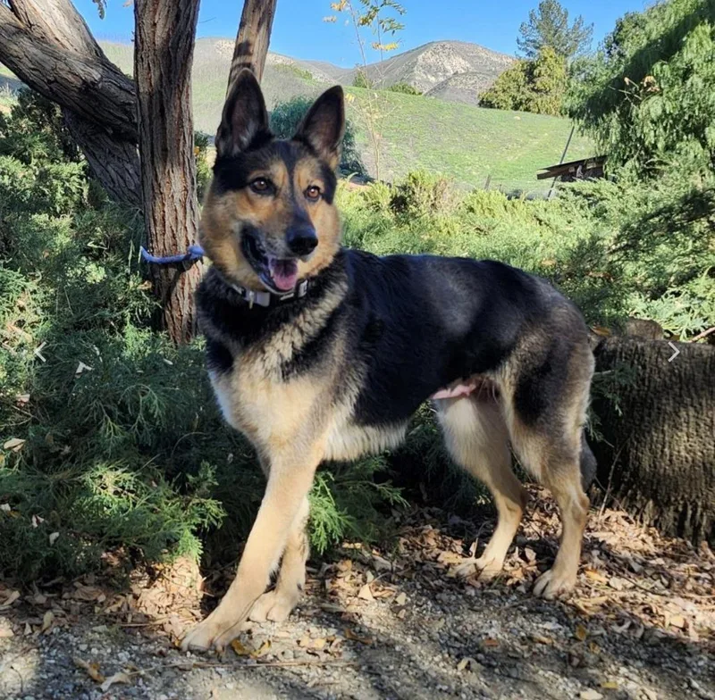 An adult large-sized female German Shepherd Dog dog named Meekah Key for adoption in Tehachapi, CA