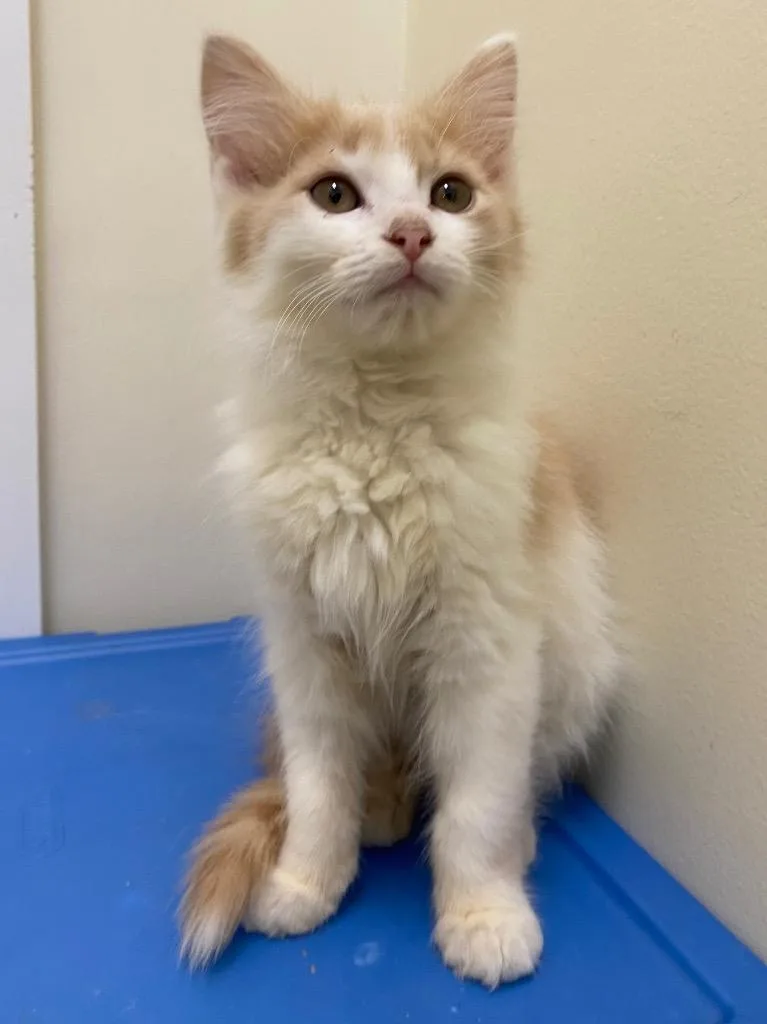 Clementine thumbnail 2